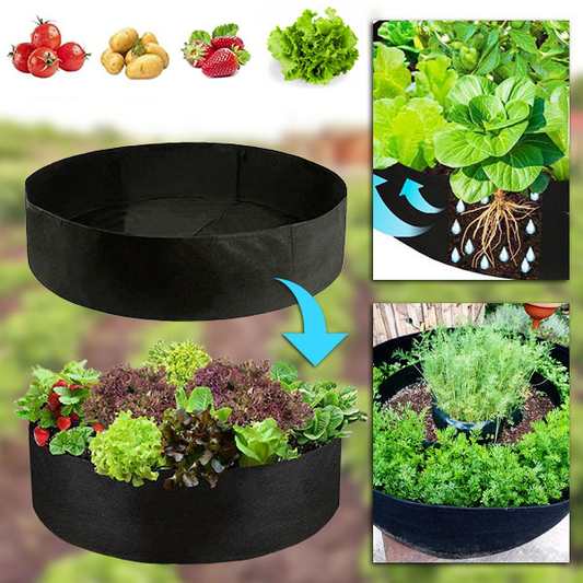 Plantie