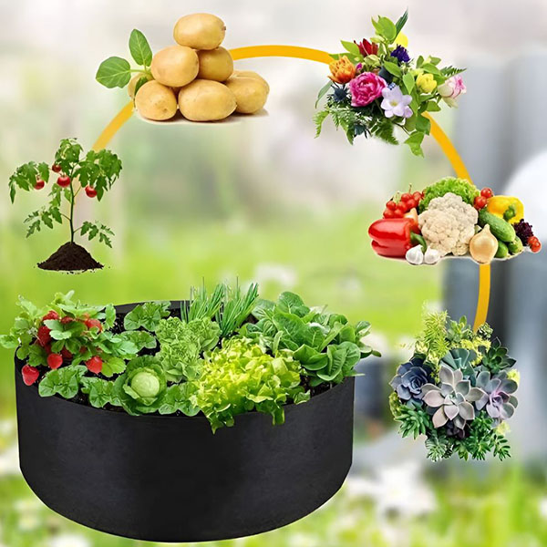 Plantie